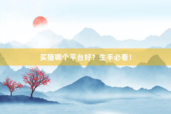 买猫哪个平台好?生手必看!
