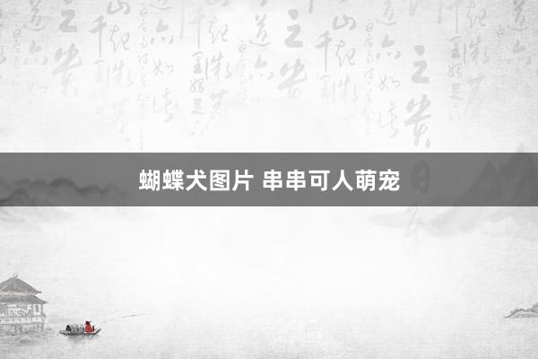 蝴蝶犬图片 串串可人萌宠